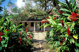 Martinique : Jardin de Balata