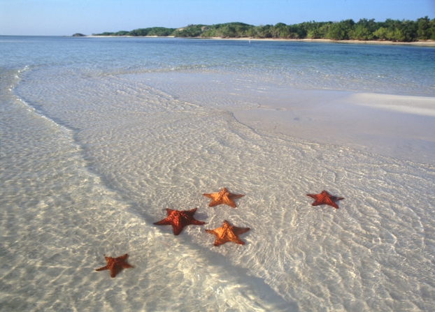 �toiles de mer (Plage des Jardins du roi)