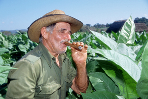 Cuba : fumeur de cigare dans un champ de tabac