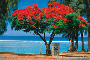 Île de la réunion : plage de Saint Leu Île de la réunion : plage de Saint Leu