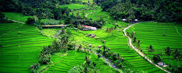 Bali Bali