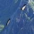 Photo suivante : Condors
