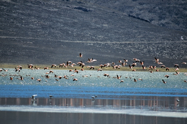 Flamants roses