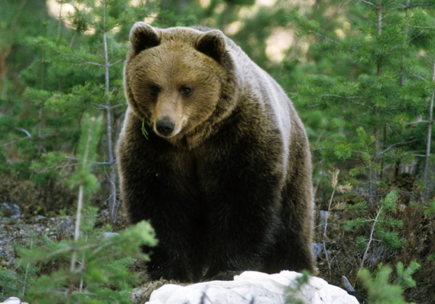 Ours brun en Suisse ! dans OURS suede-ours-resize