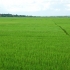 Photo suivante : Rizi�re dans le nord du Vietnam