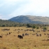 Photo actuelle : R�serve nationale du Masai Mara