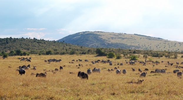 R�serve nationale du Masai Mara