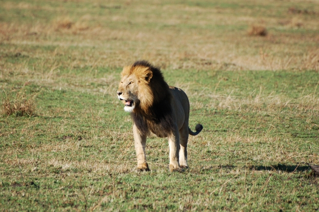 kenya animals lion. High place in kenya,