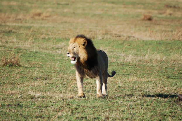 kenya animals lion. Kenya kenya animals lion.