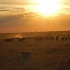 Photo suivante : Lionne attaquant un troupeau de Gnous