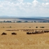Photo suivante : Gnous et z�bre en transhumance
