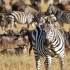 Photo suivante : Z�bre dans la R�serve nationale Masa� Mara