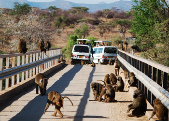 Safari photo en 4x4 au Kenya