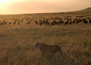 Safari photo dans le Parc du Masa&iuml; Mara au Kenya