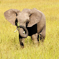 Les &eacute;l&eacute;phants du Masa&iuml; Mara