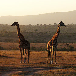 Les girafes du Kenya