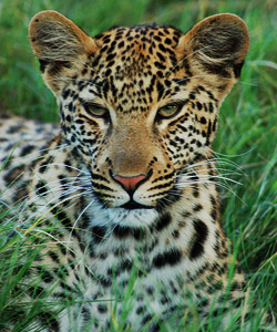 L&eacute;opard de Okavango