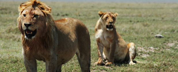 Les lions du Serengeti