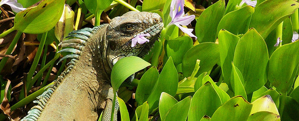 Iguane Iguane