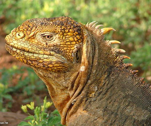 Iguane des iles Galapagos Iguane des iles Galapagos