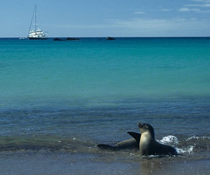 Lions des mers des îles Galapagos Lions des mers des îles Galapagos