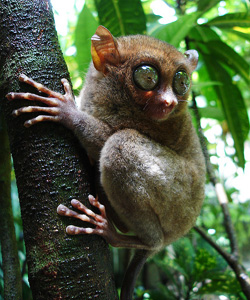 Tarsier