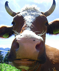 http://www.okvoyage.com/images/article/66-ete-frais-alpes-suisses/suisse-vache.jpg