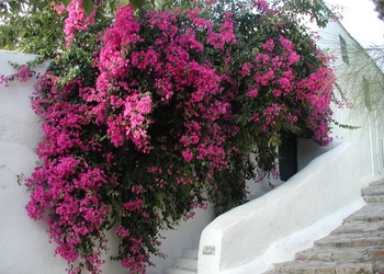 Bougainvillees