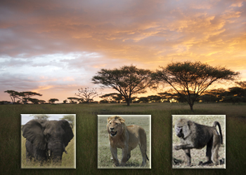 Le Parc national du Serengeti en Tanzanie