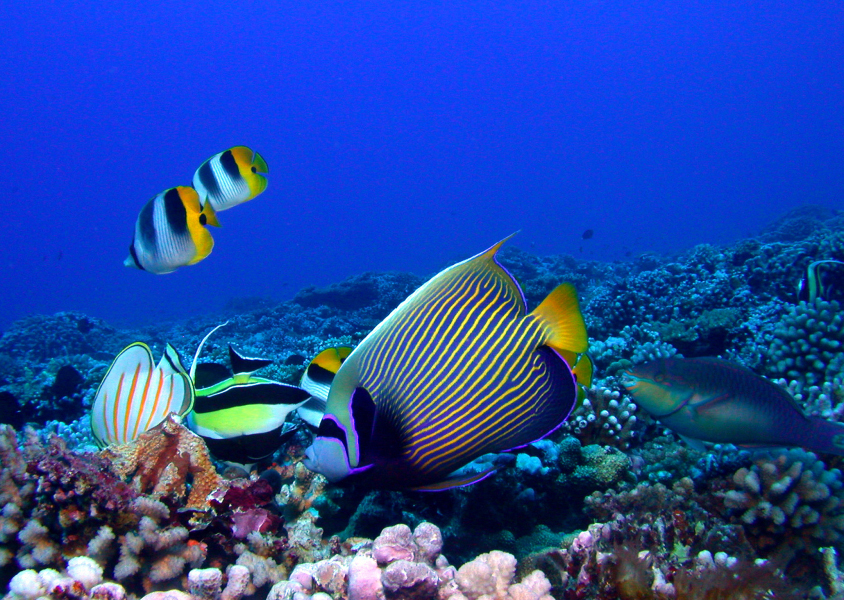 Poissons de récif corallien à Tahiti