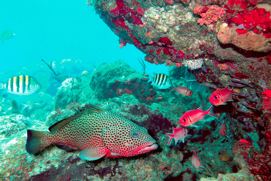 Encountering a grouper on the Guadeloupe seabed