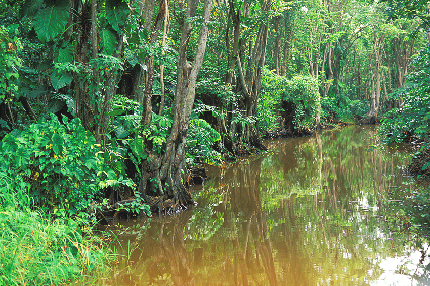 La Mangrove à Basse-Terre