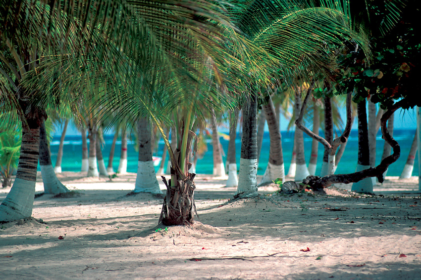 Fine sand beach and coconut trees in La Désirade