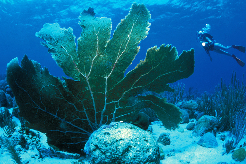 Guadeloupe is a paradise for scuba diving enthusiasts