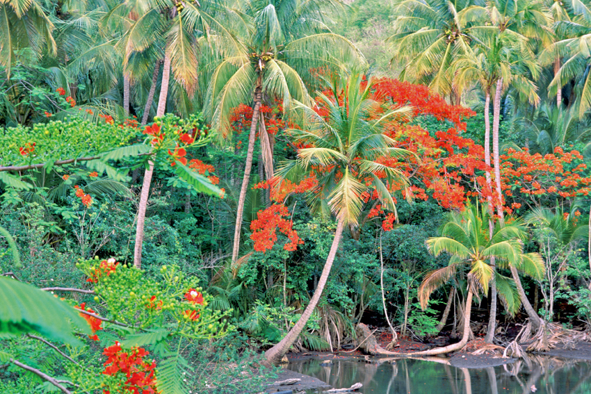 Basse Terre'deki tropikal bitki örtüsü