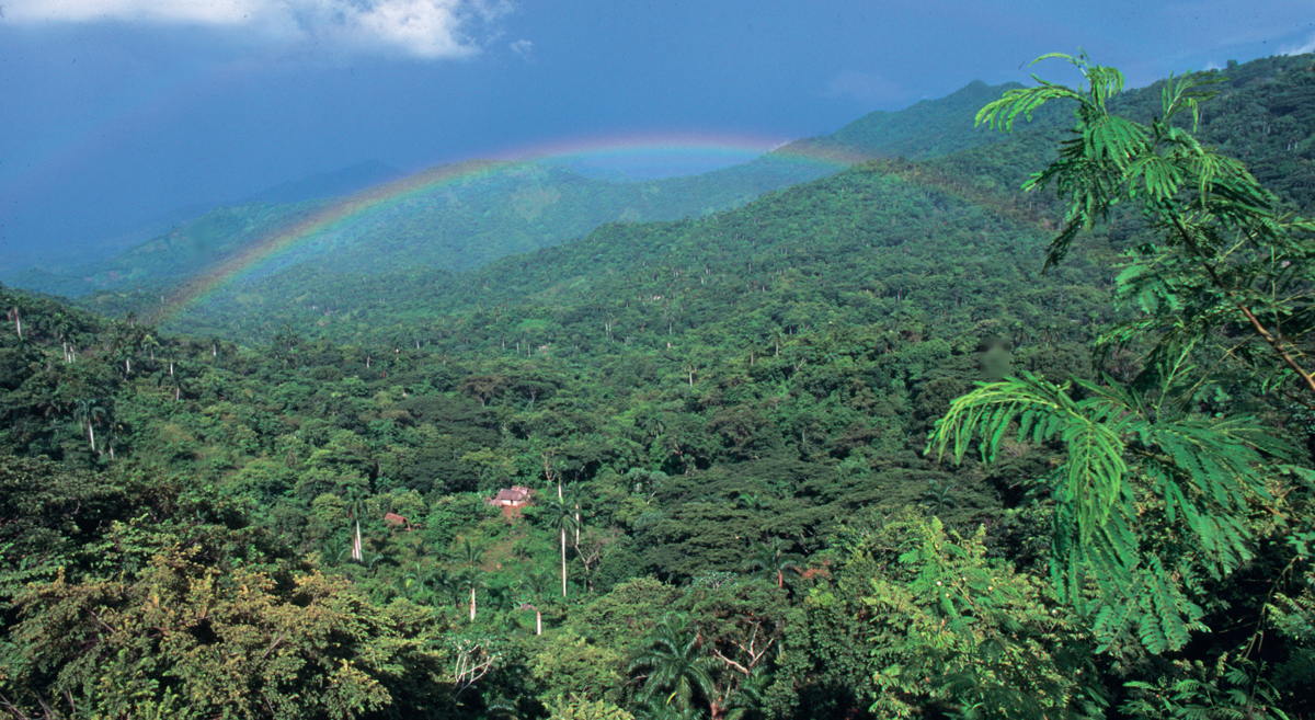 Sierra Maestra - Forêt tropicale