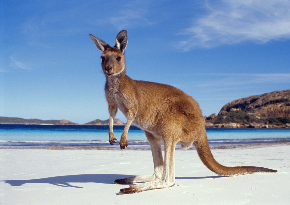 Kangourou sur la plage