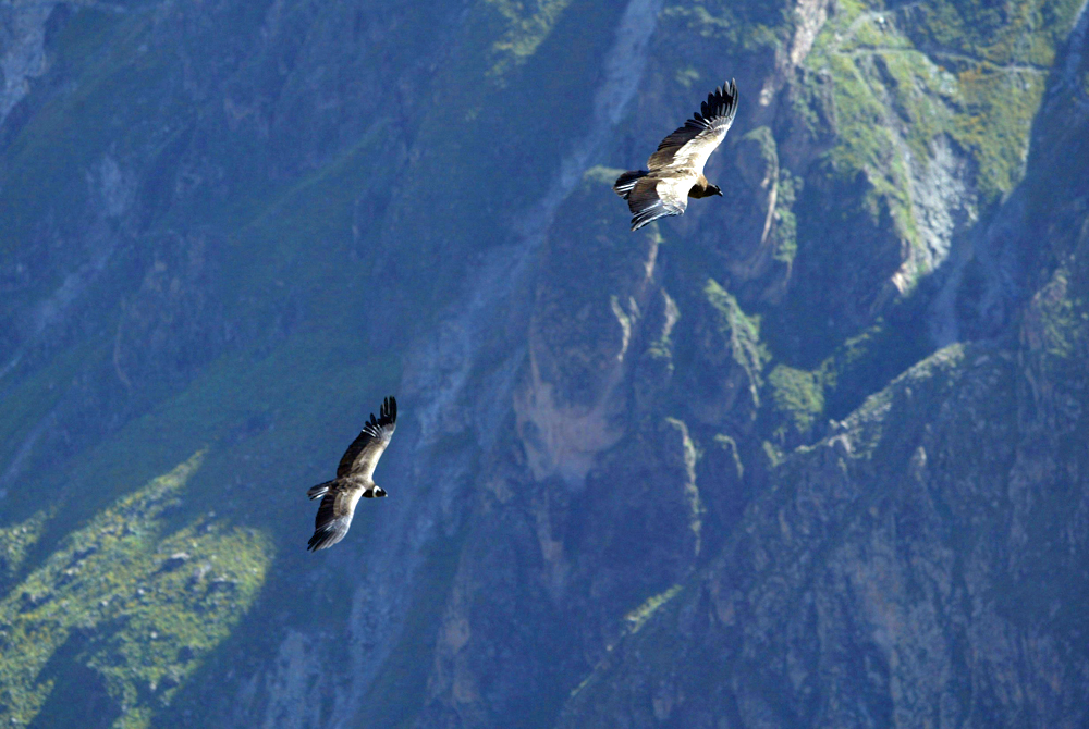 Condors