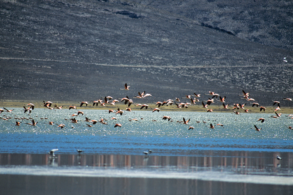 Flamants roses