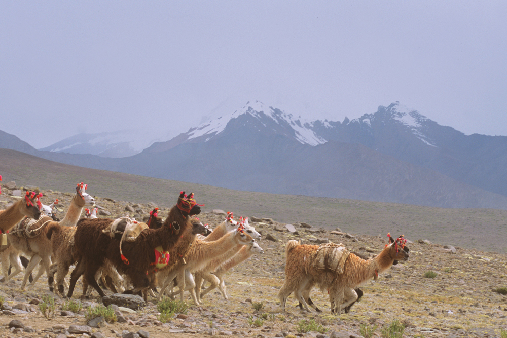 Troupeau de lamas