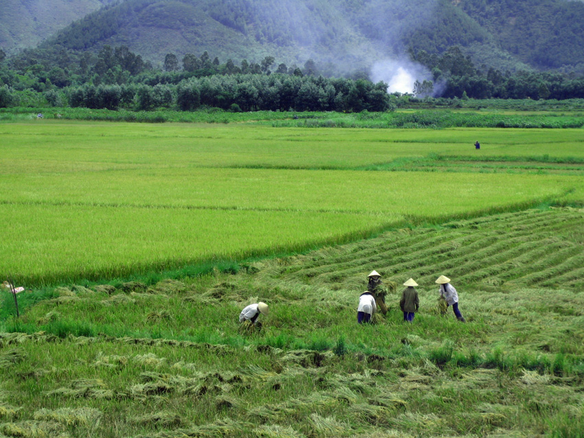Hue çevresindeki pirinç tarlası