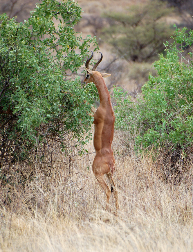 Antilope-girafe