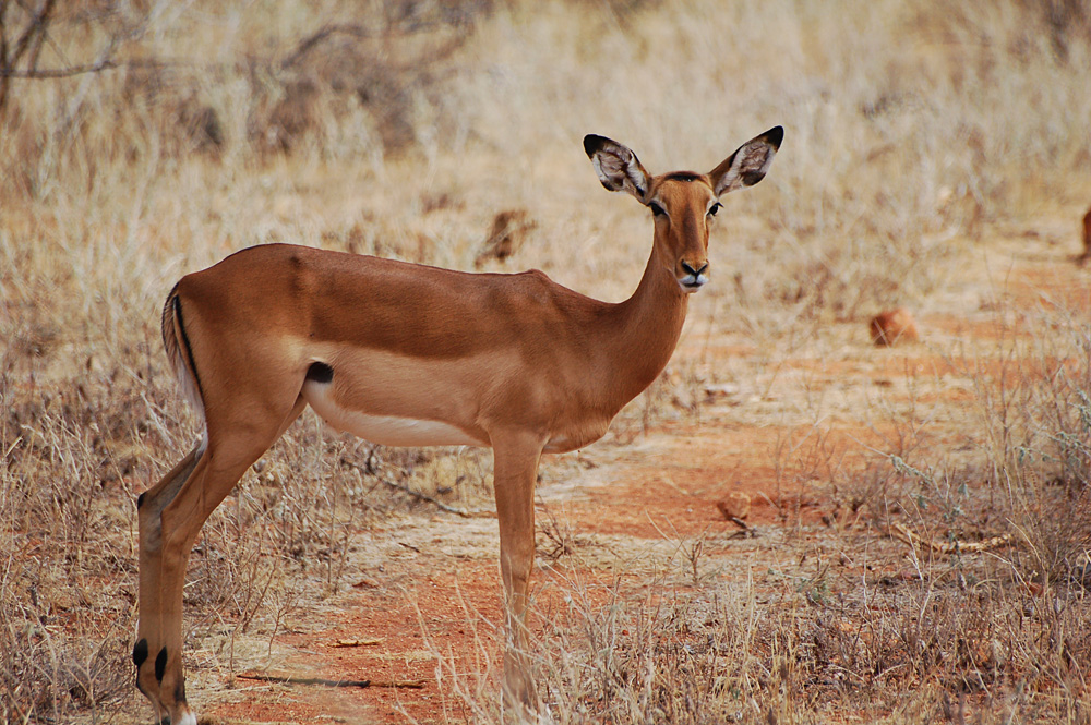 Antilope Impala dans le Parc national d'Amboseli