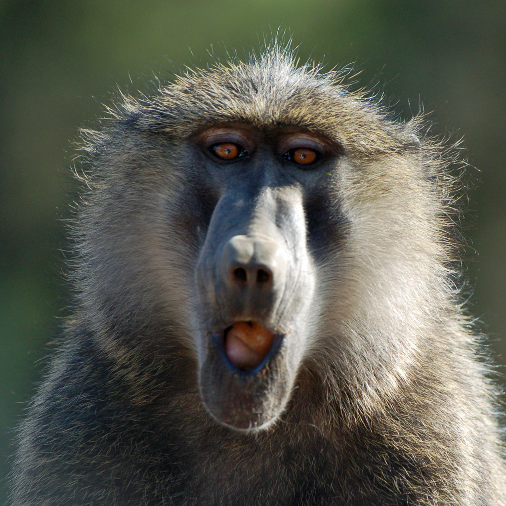 Portrait d'un babouin