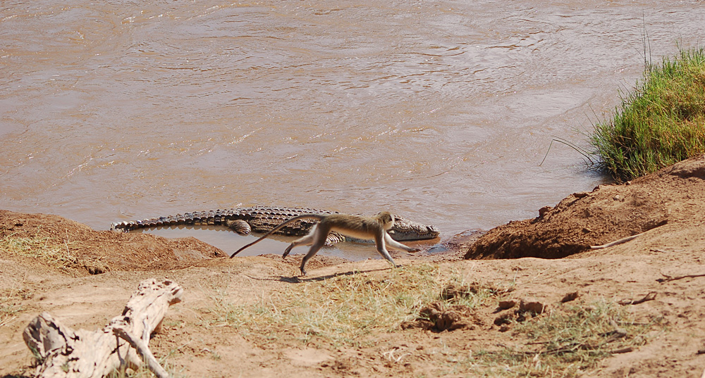 Crocodile nargué par un petit singe