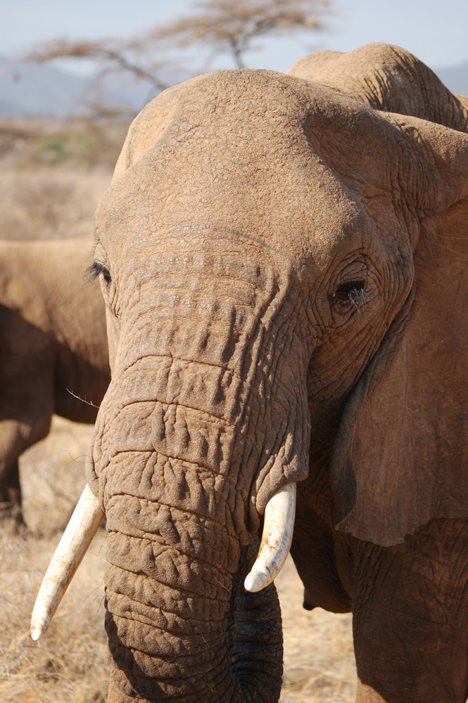 Portrait d'éléphant