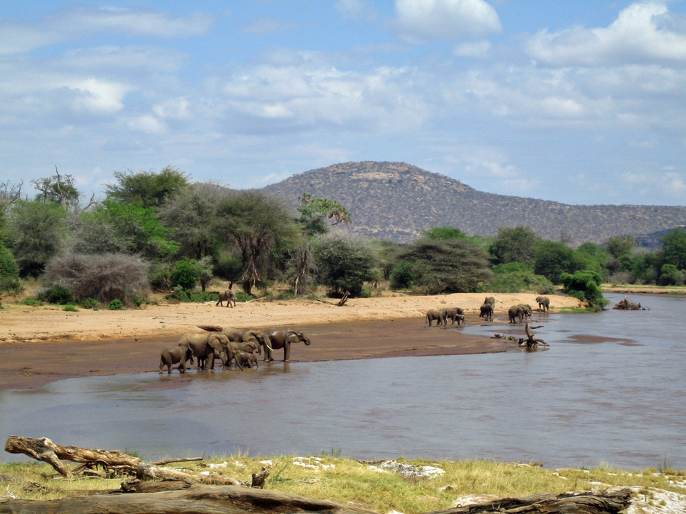 Eléphants s'abreuvant dans un cours d'eau