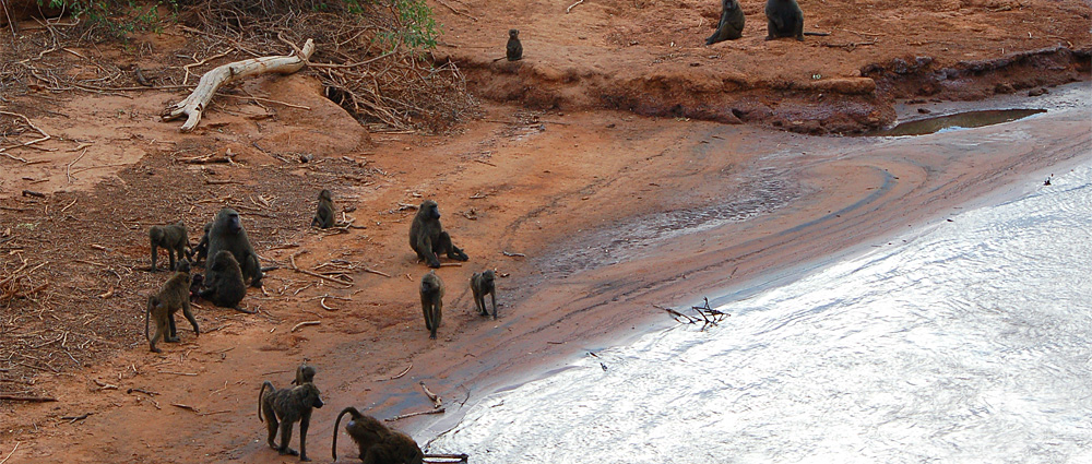 Groupe de babouins