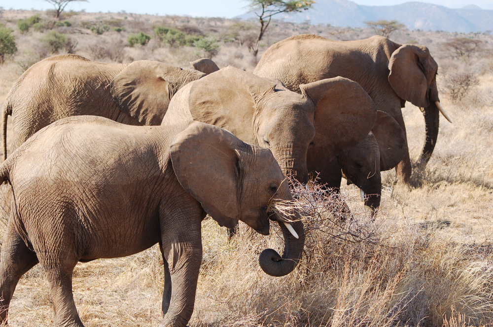 Groupe d'éléphants