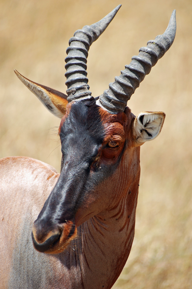 Antilope dans la réserve de Masaï Mara
